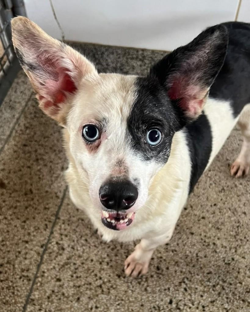 Orelha, cachorro de porte médio para adoção em Brasília - DF — foto 3 de 3