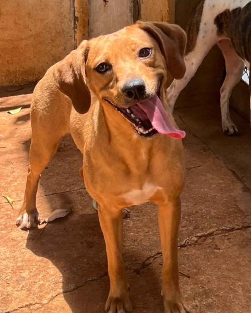 Mel, cadela de porte médio para adoção em Brasília - DF