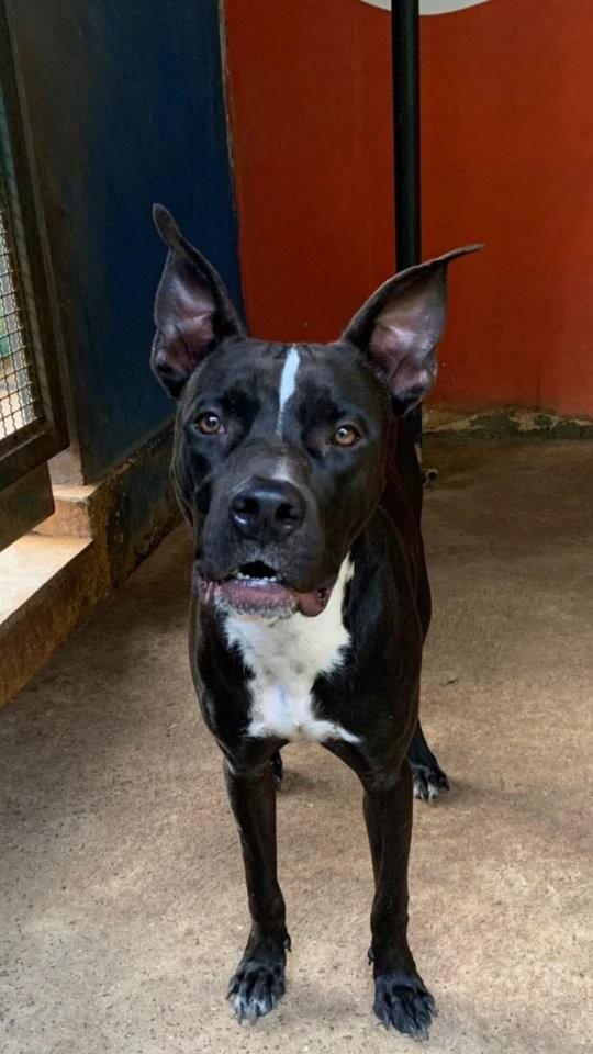 Brad, cachorro de porte médio para adoção em Piracicaba - SP