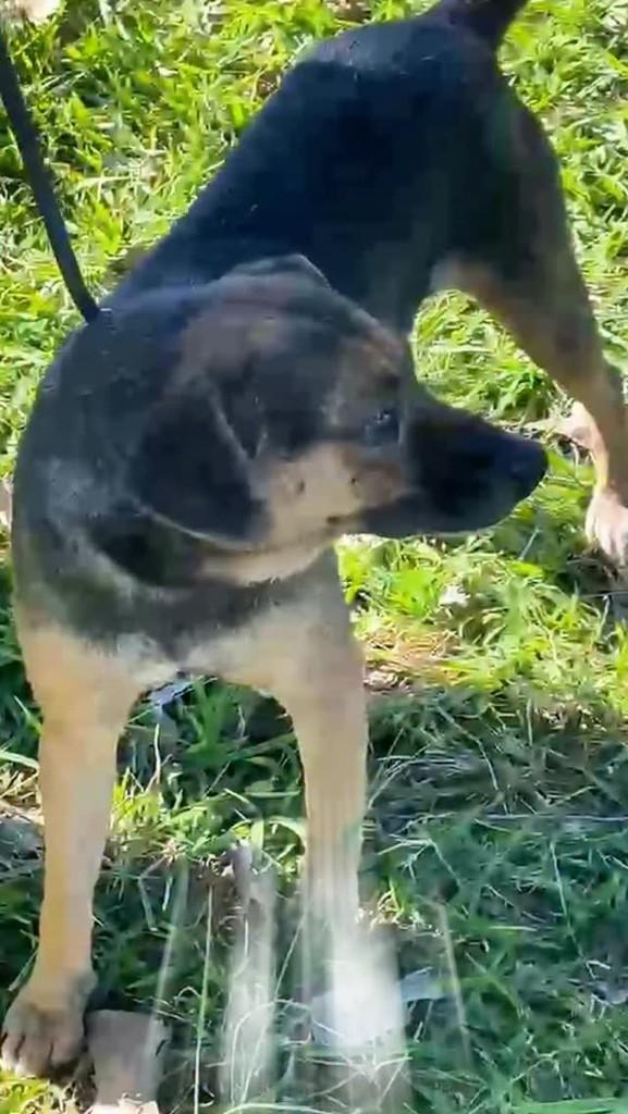 Cidinha, cadela de porte médio para adoção em Piracicaba - SP