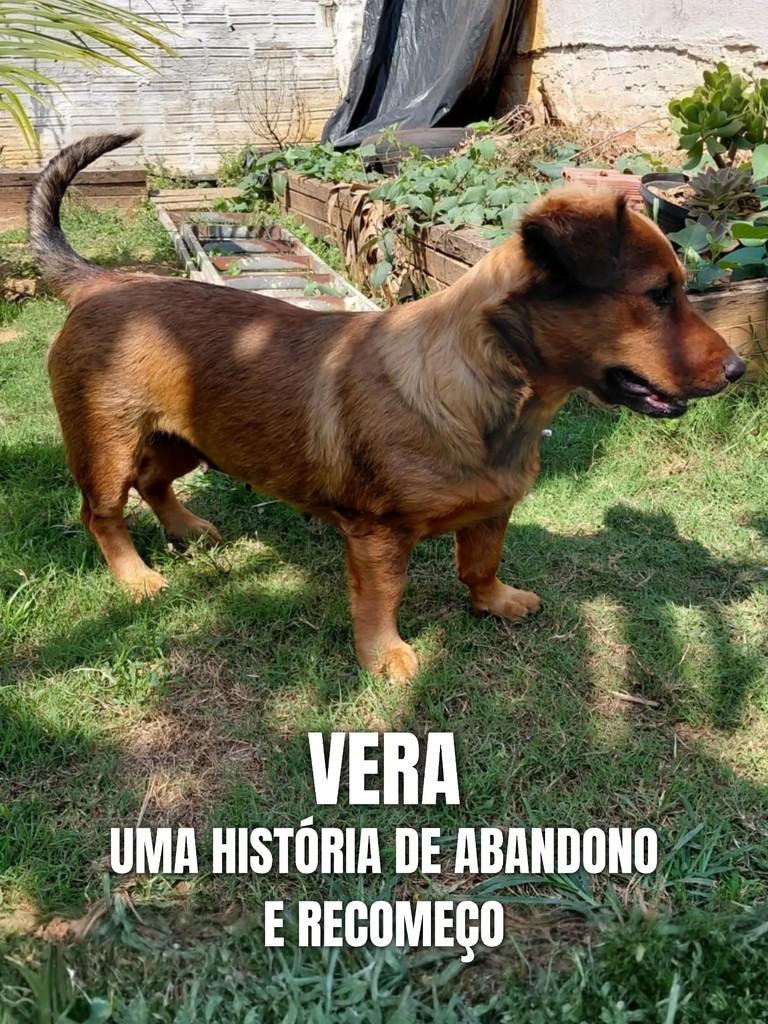 Vera, cadela de porte pequeno para adoção em Piracicaba - SP
