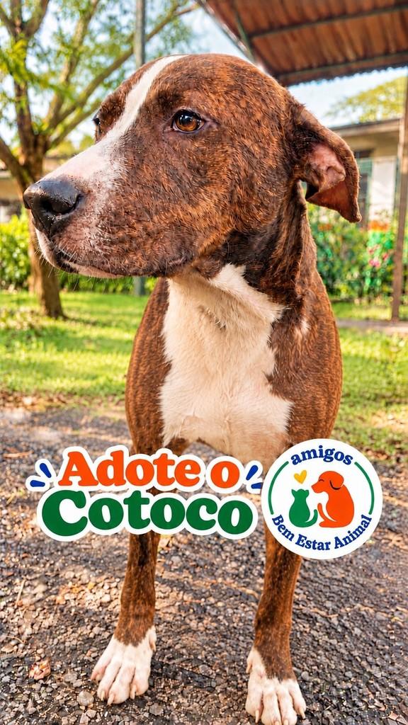 Cotoco, cachorro de porte médio para adoção em Piracicaba - SP