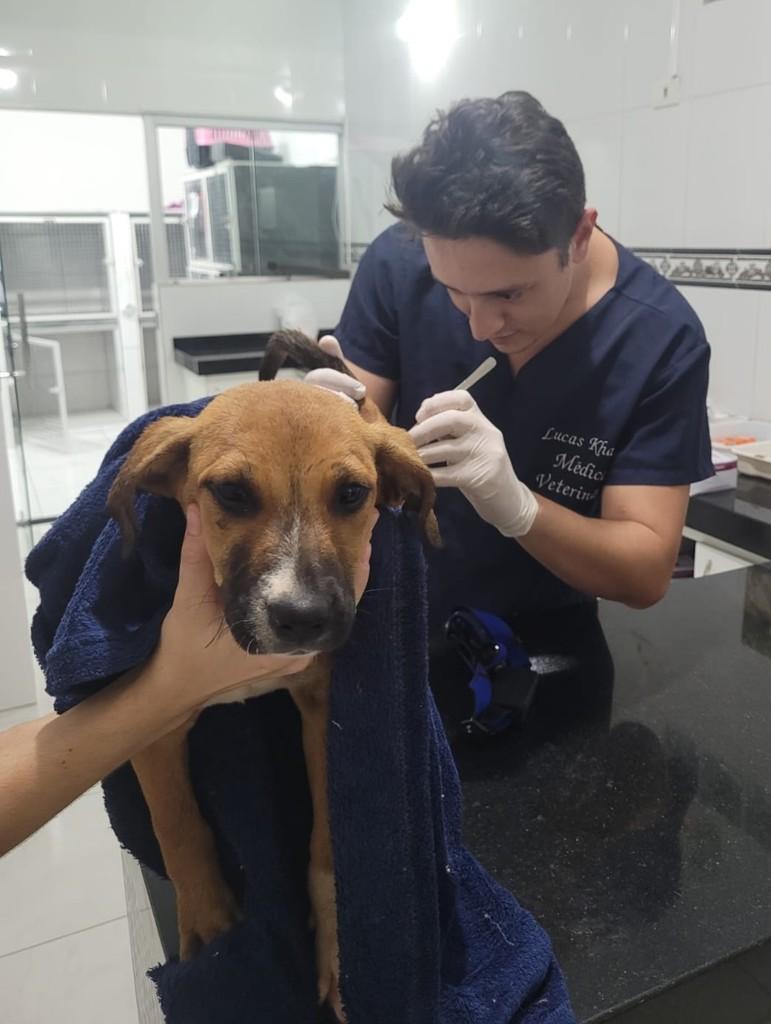Estrela, cachorro de porte pequeno para adoção em Campo Belo - MG