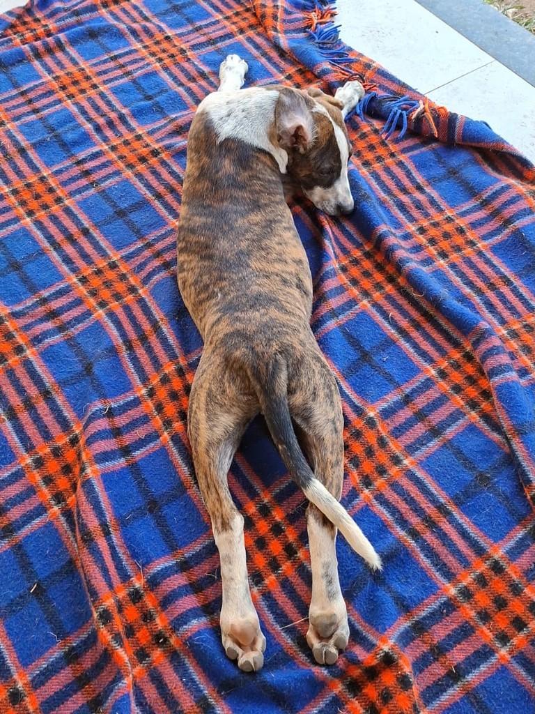 Orion, cachorro de porte médio para adoção em Campo Belo - MG