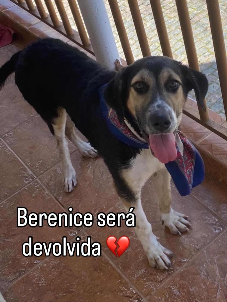 Berenice, cachorro de porte pequeno para adoção em Campo Belo - MG