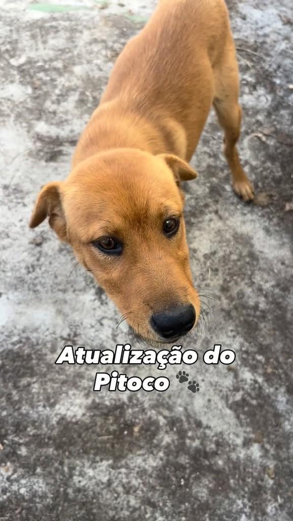 Pitoco, cachorro de porte pequeno para adoção em Campo Belo - MG