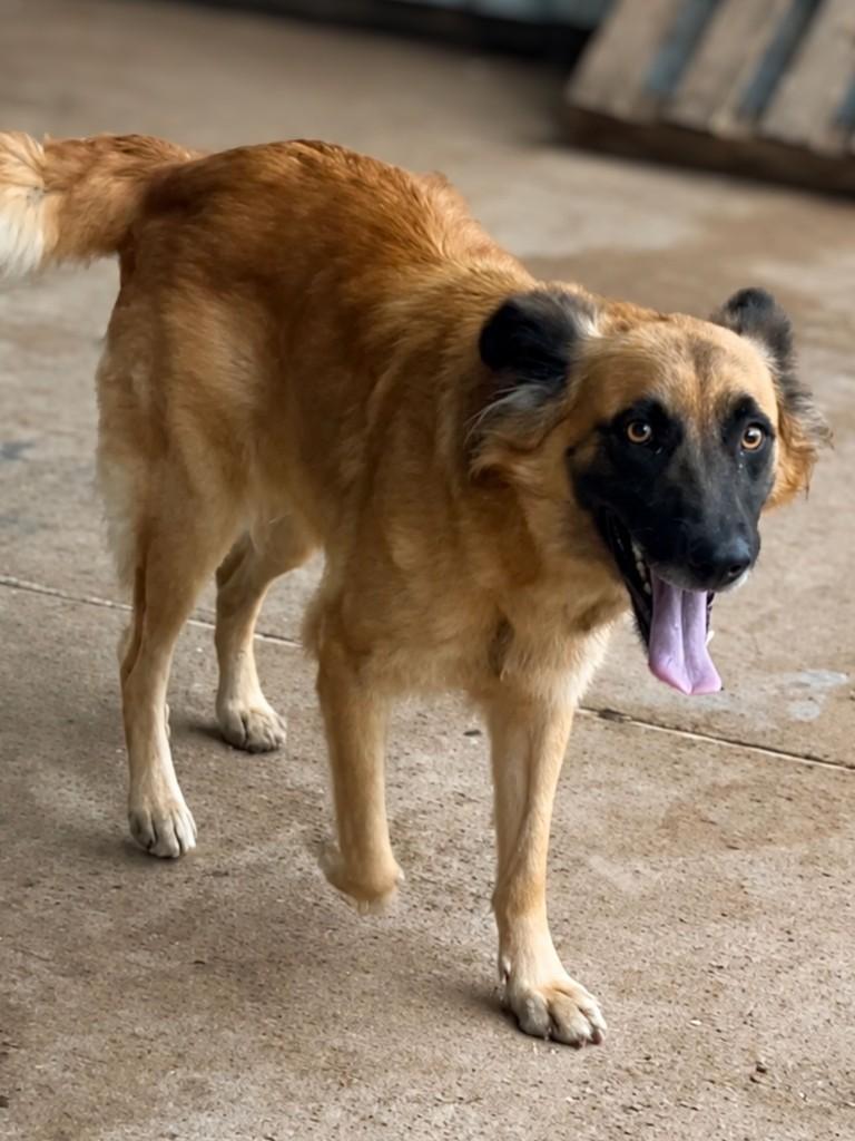 Madalena, cachorro de porte grande para adoção em Campo Belo - MG