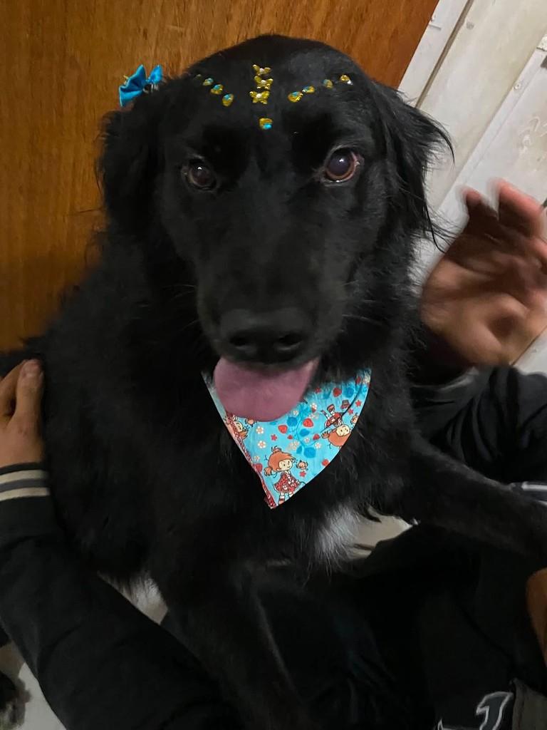 Amora, cachorro de porte médio para adoção em Campo Belo - MG