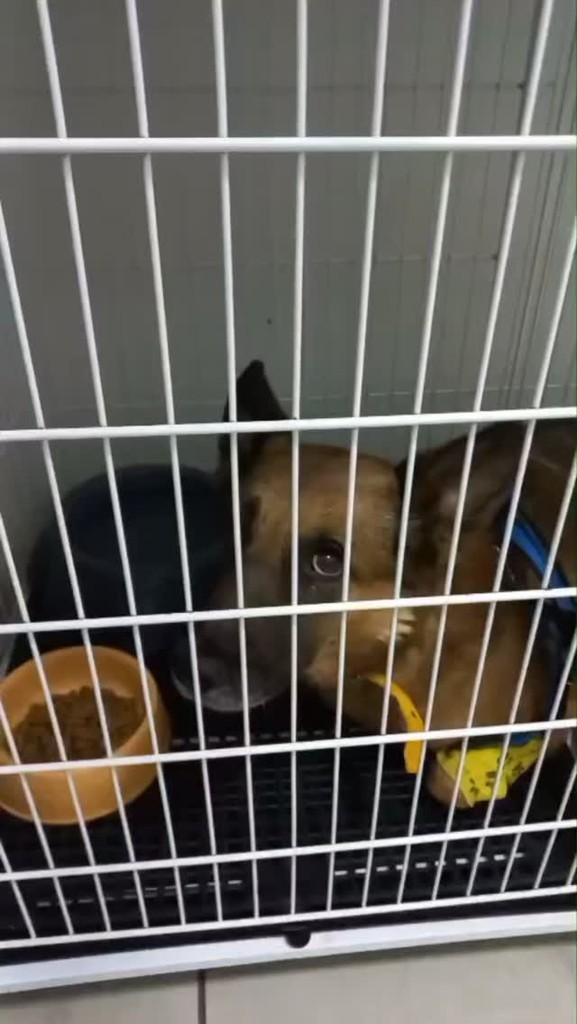Pastor-alemão, cachorro de porte grande para adoção em Parauapebas - PA