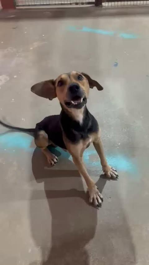 Alfredo, cachorro de porte pequeno para adoção em Parauapebas - PA