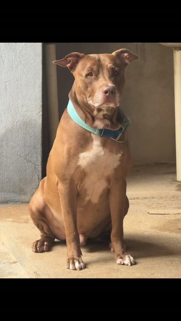 Apolo, cachorro de porte médio para adoção em Parauapebas - PA
