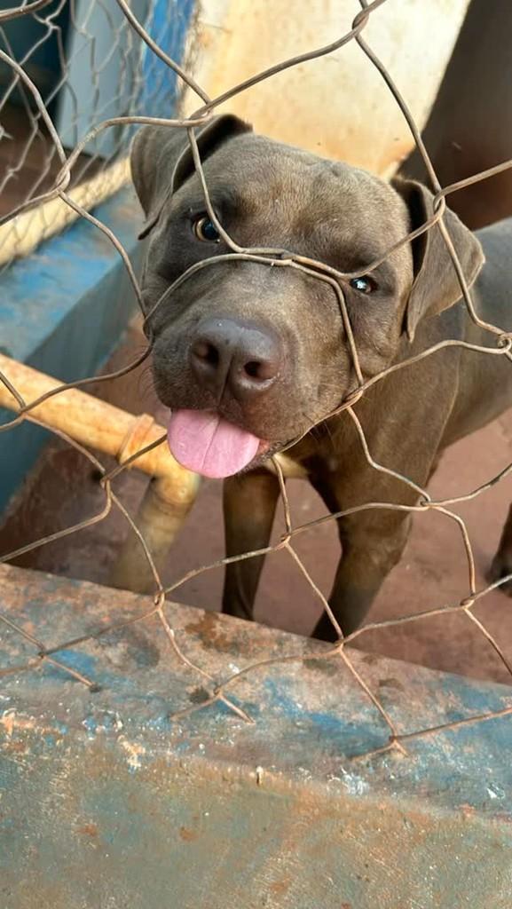 Thor, cachorro de porte médio para adoção em Viradouro - SP