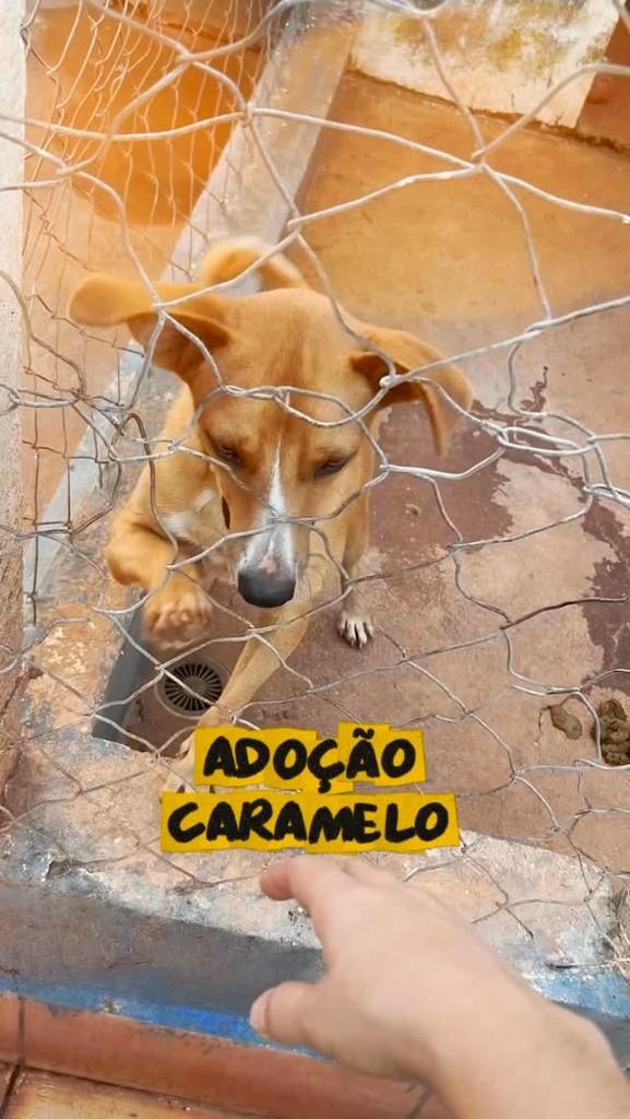 Tobby, cachorro de porte médio para adoção em Viradouro - SP