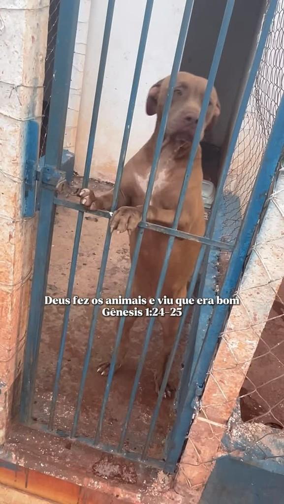 Simba, cachorro de porte médio para adoção em Viradouro - SP