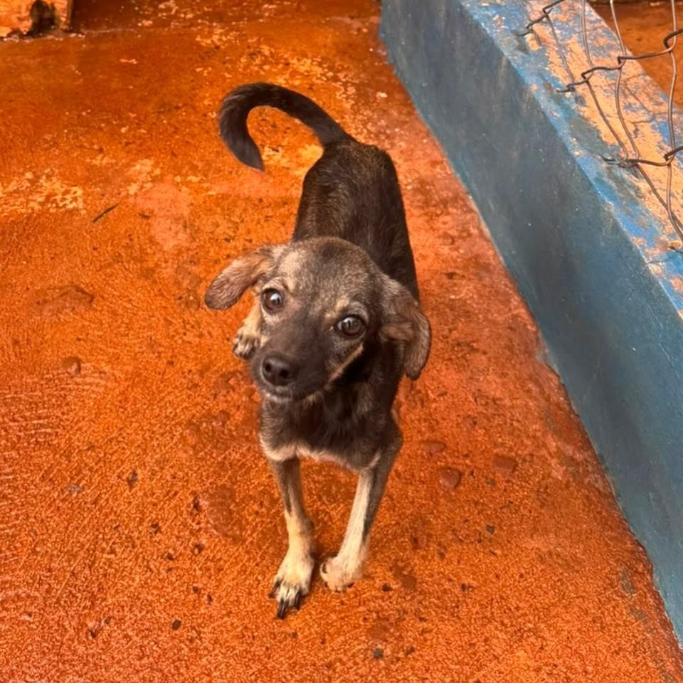 Cisquinho, cachorro de porte pequeno para adoção em Viradouro - SP