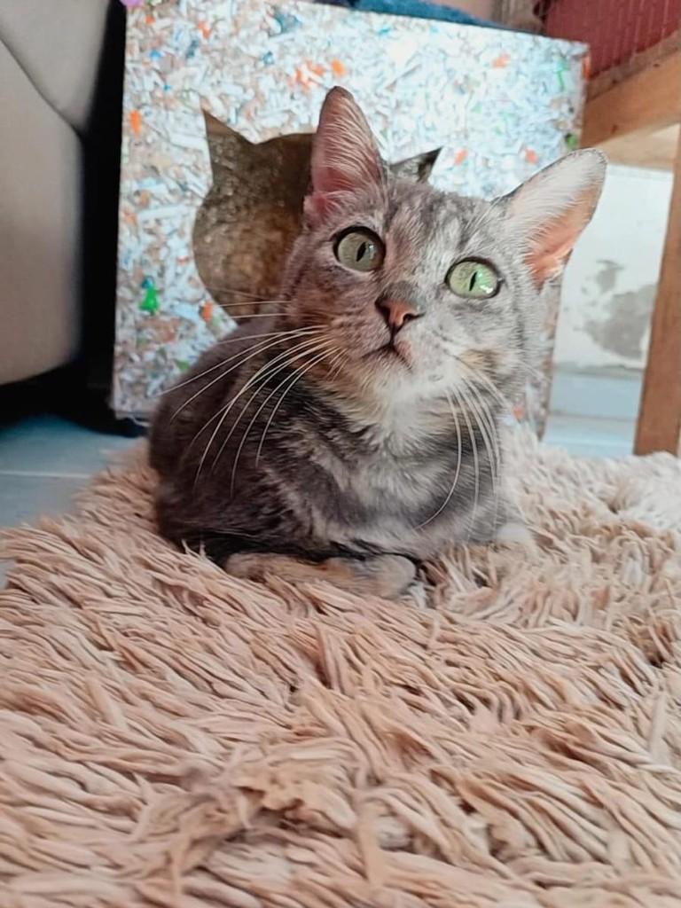 Gaia, gato de porte pequeno para adoção em Viradouro - SP