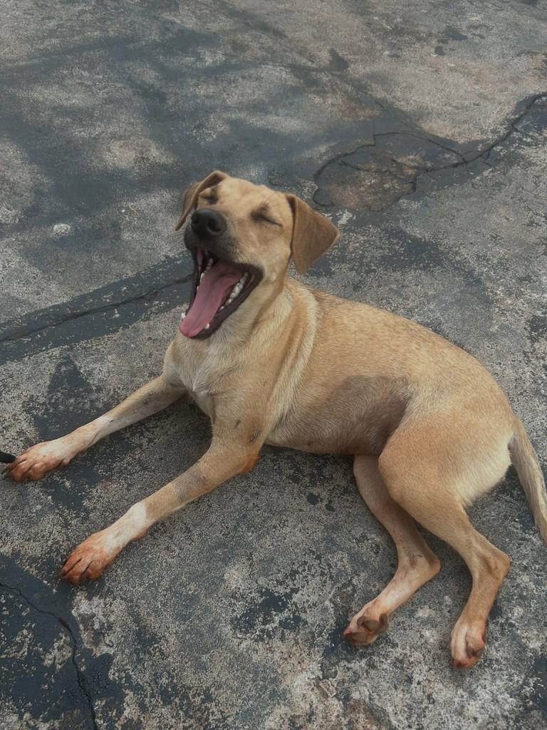 Pérola, cadela de porte médio para adoção em Viradouro - SP