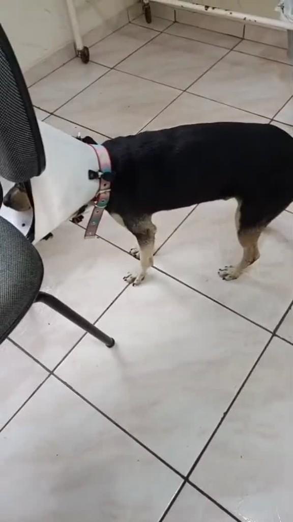 Pretinho, cachorro de porte pequeno para adoção em Franco da Rocha - SP