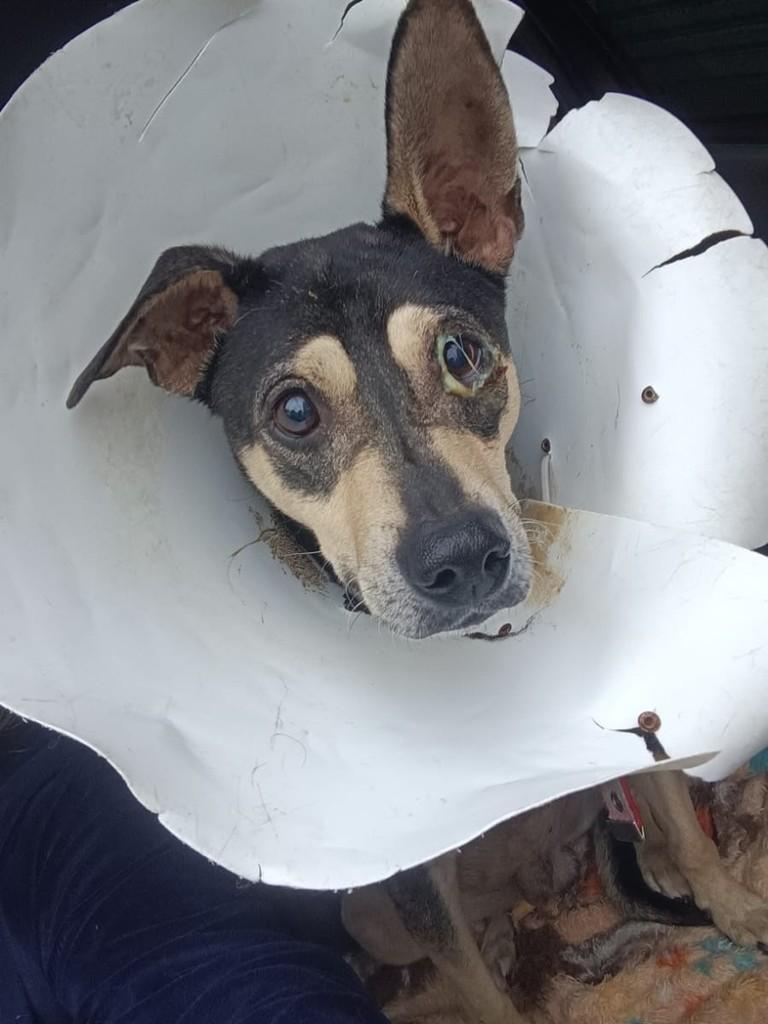 Olhinho, cachorro de porte pequeno para adoção em Franco da Rocha - SP