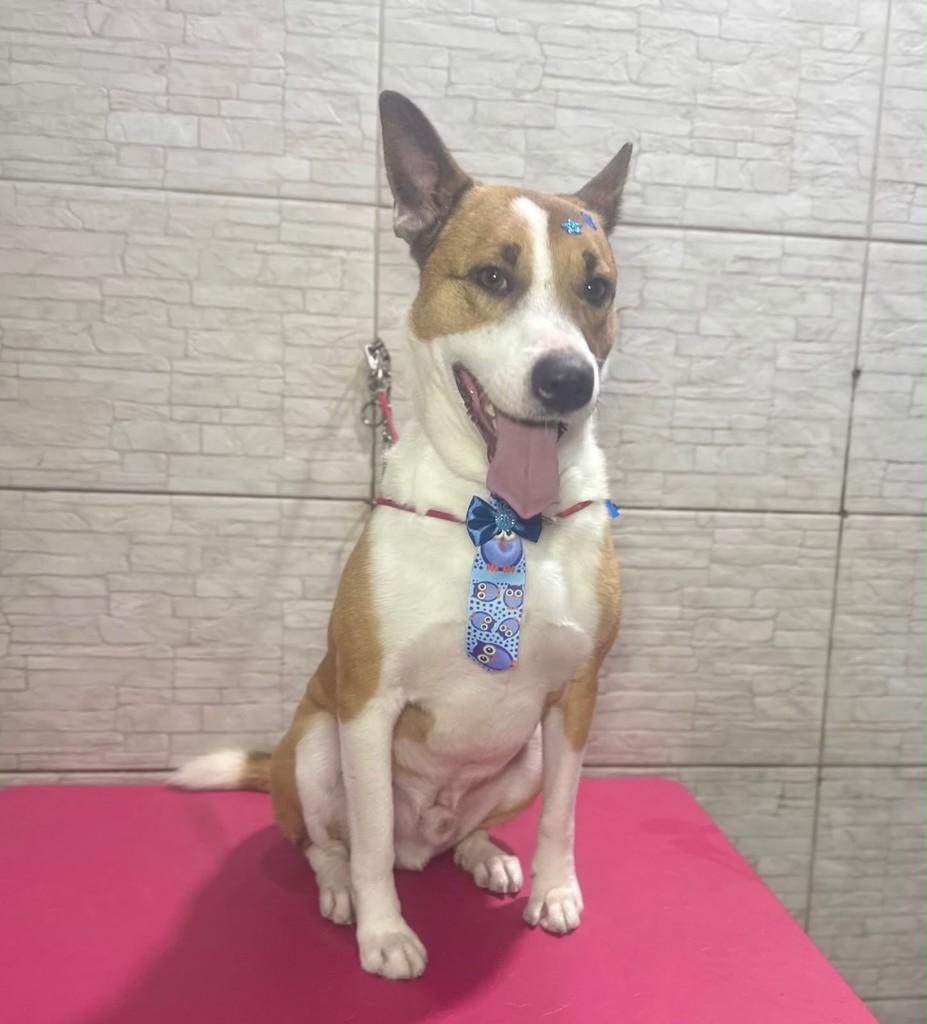 SombrinhaCaramelo, cachorro de porte médio para adoção em Franco da Rocha - SP