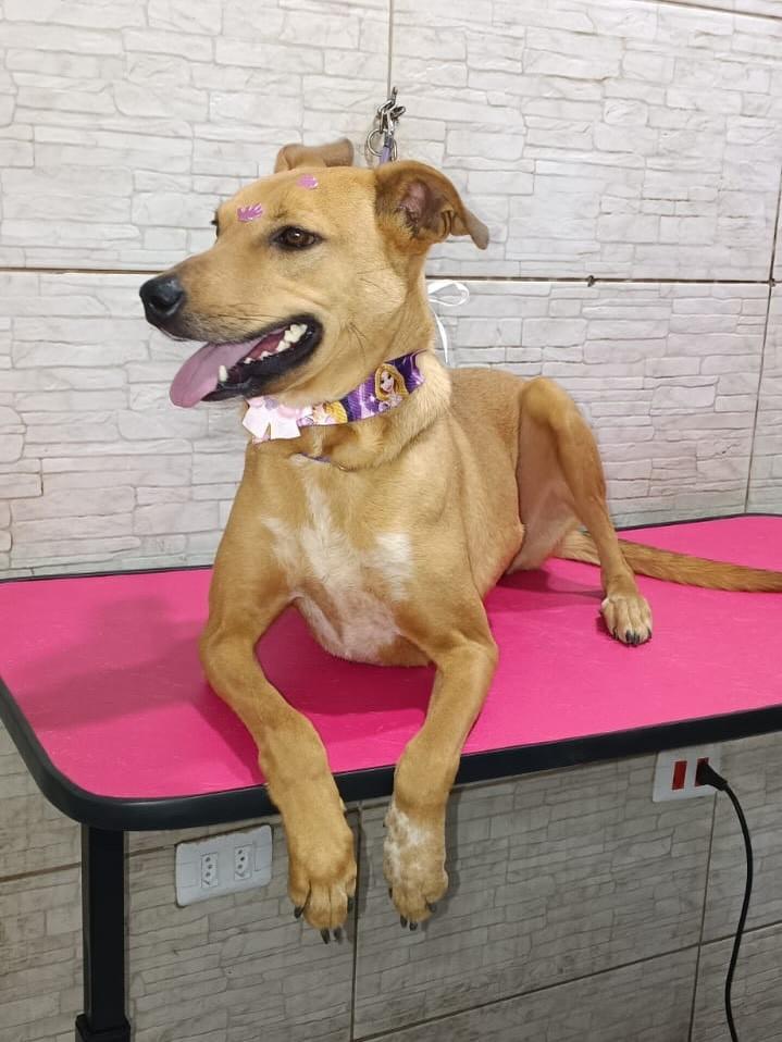 Leonora, cadela de porte médio para adoção em Franco da Rocha - SP