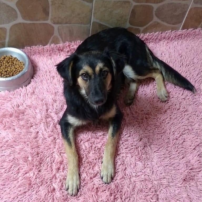 Bella, cadela de porte pequeno para adoção em Francisco Morato - SP