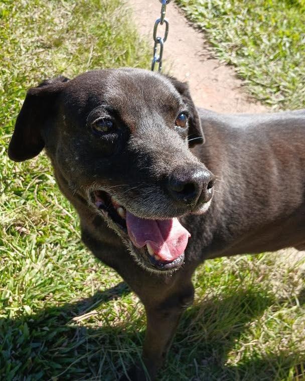 Billy, cachorro de porte médio para adoção em Ibiúna - SP