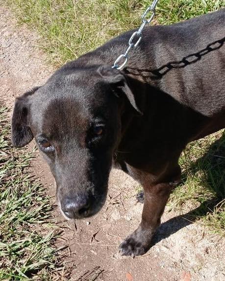 Billy, cachorro de porte médio para adoção em Ibiúna - SP — foto 2 de 2