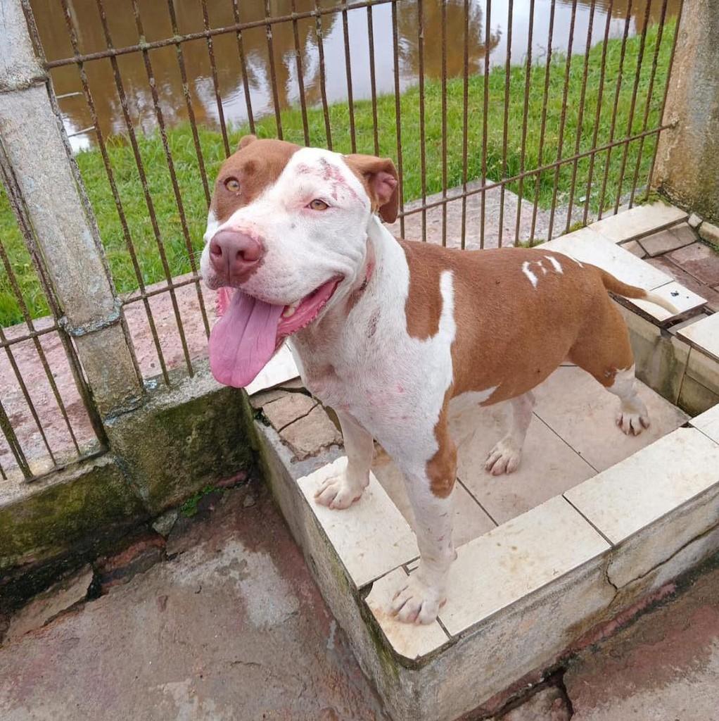 Zeus, cachorro de porte grande para adoção em Ibiúna - SP