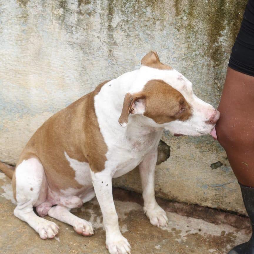 Zeus, cachorro de porte grande para adoção em Ibiúna - SP — foto 2 de 2