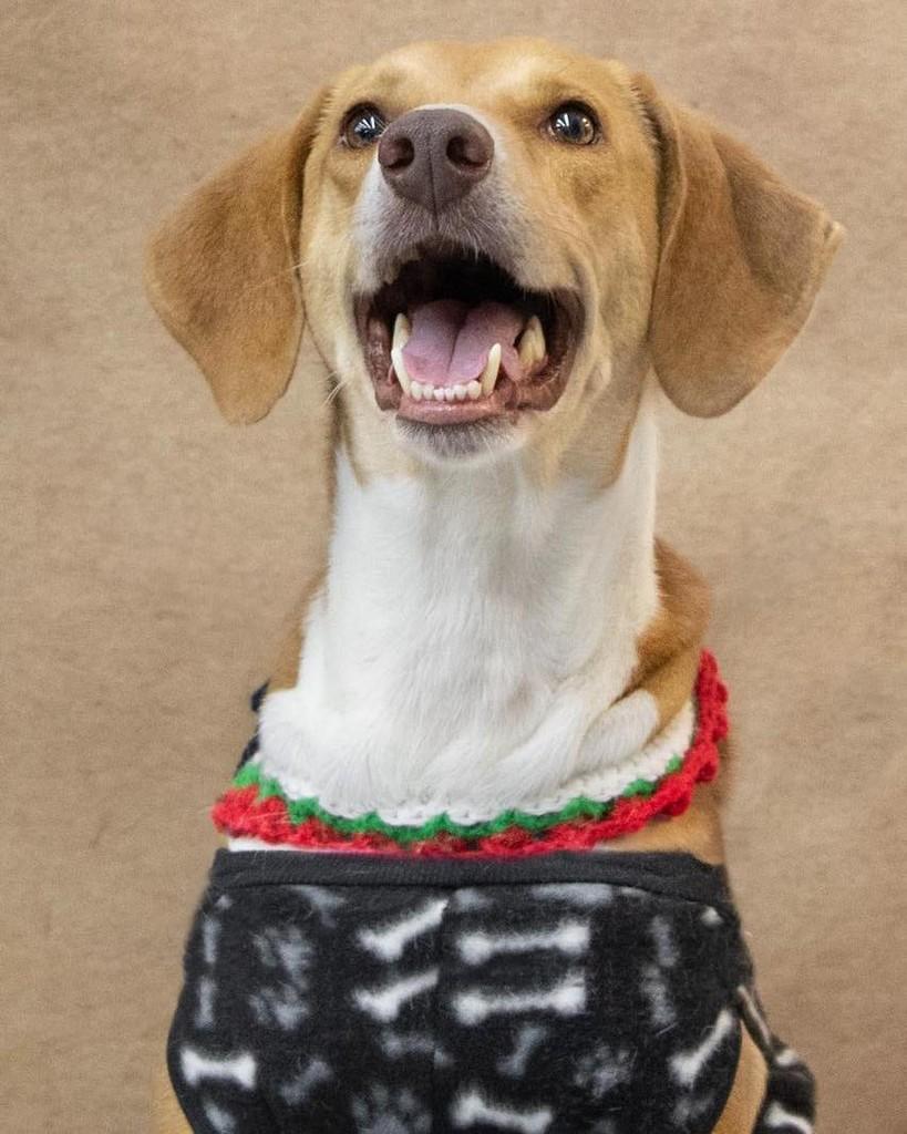 Joe, cachorro de porte médio para adoção em Francisco Morato - SP