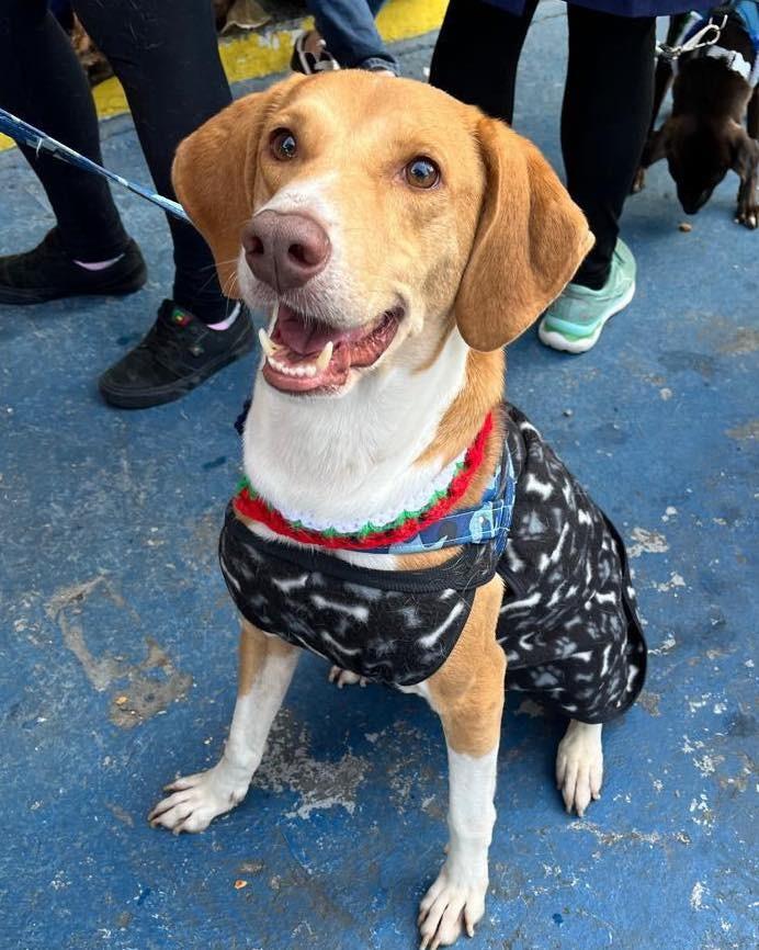 Joe, cachorro de porte médio para adoção em Francisco Morato - SP — foto 2 de 3