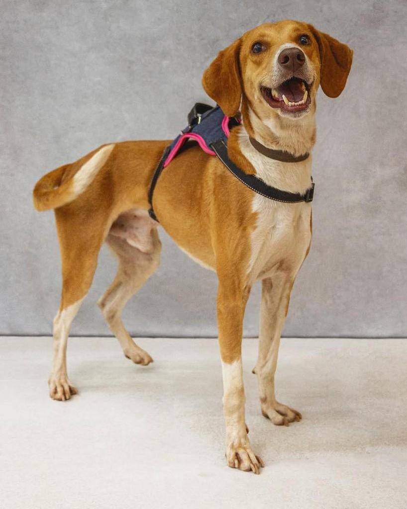 Joe, cachorro de porte médio para adoção em Francisco Morato - SP — foto 3 de 3