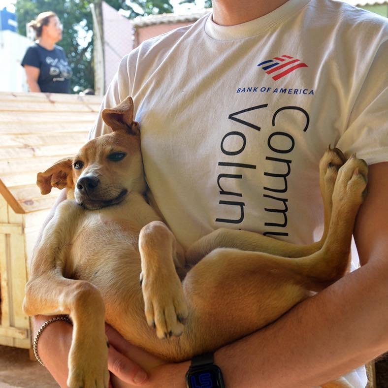 Juliano, cachorro de porte pequeno para adoção em Ibiúna - SP