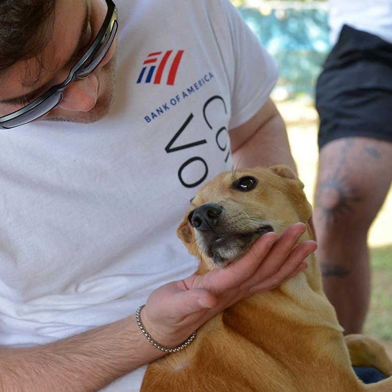 Juliano, cachorro de porte pequeno para adoção em Ibiúna - SP — foto 2 de 2
