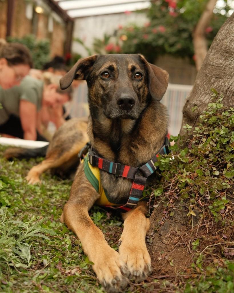 Cascão, cachorro de porte médio para adoção em Ibiúna - SP
