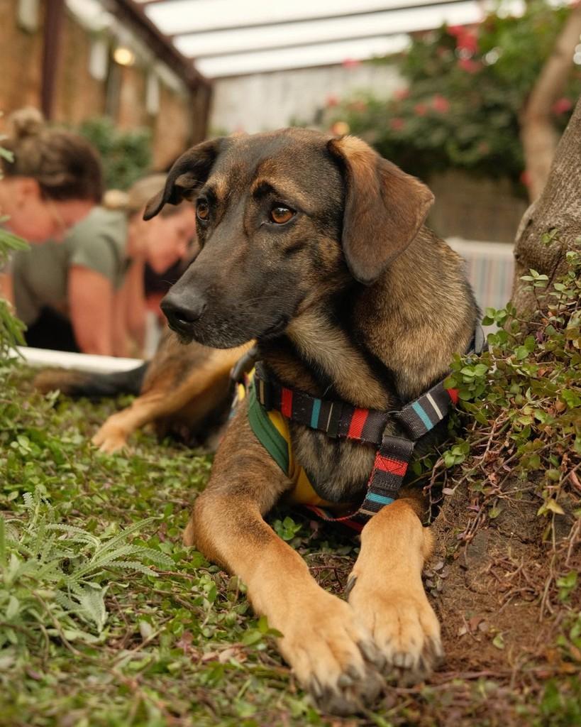 Cascão, cachorro de porte médio para adoção em Ibiúna - SP — foto 2 de 3