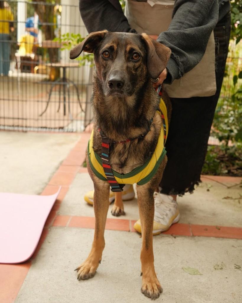 Cascão, cachorro de porte médio para adoção em Ibiúna - SP — foto 3 de 3