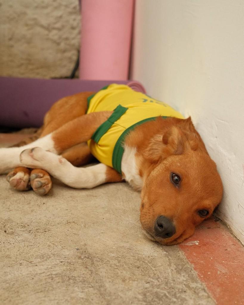 Caramelo, cachorro de porte pequeno para adoção em Ibiúna - SP