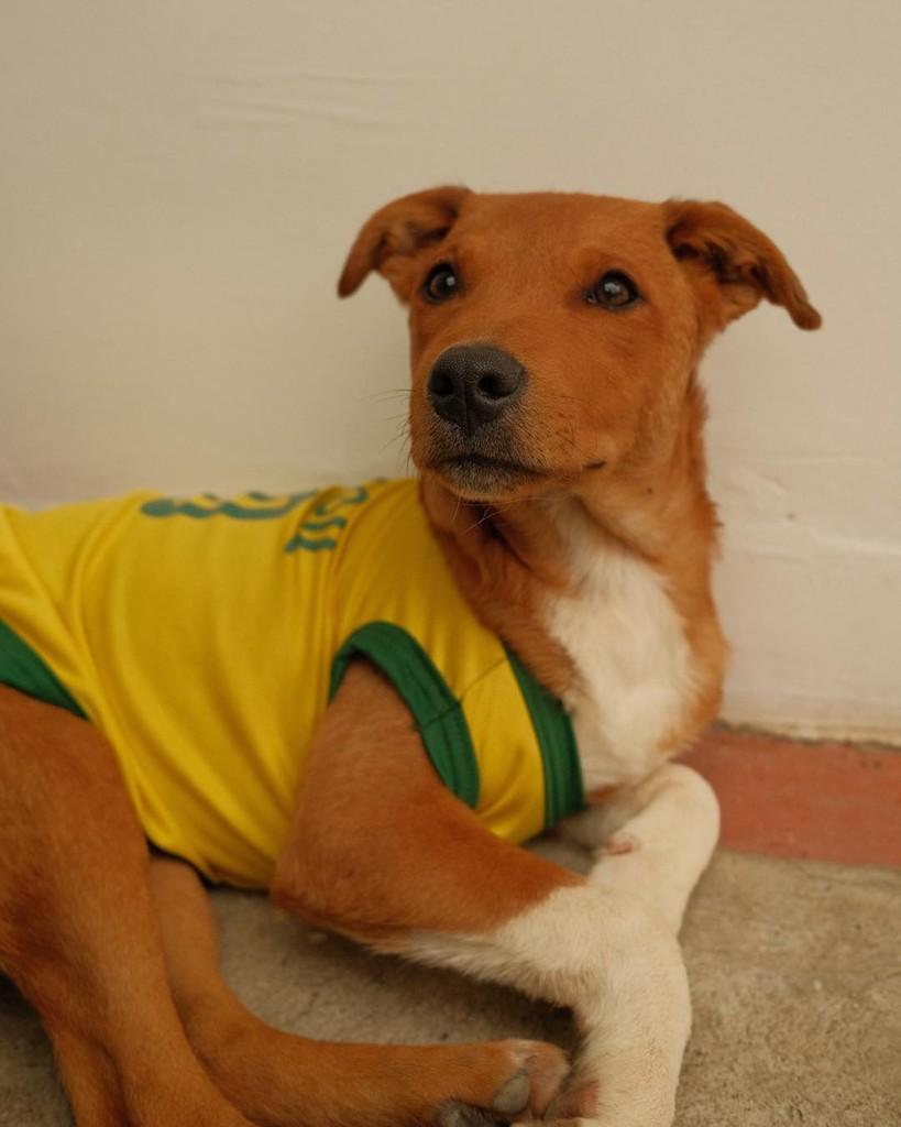 Caramelo, cachorro de porte pequeno para adoção em Ibiúna - SP — foto 2 de 3