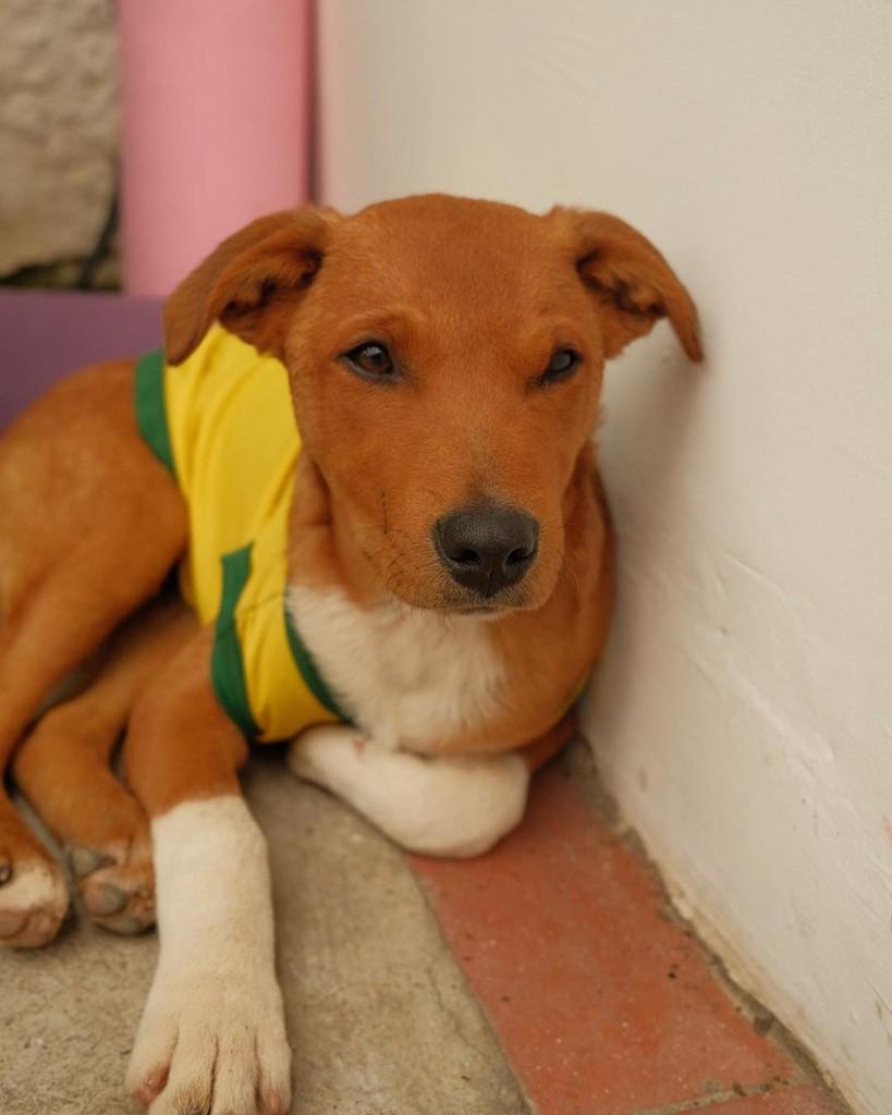 Caramelo, cachorro de porte pequeno para adoção em Ibiúna - SP — foto 3 de 3