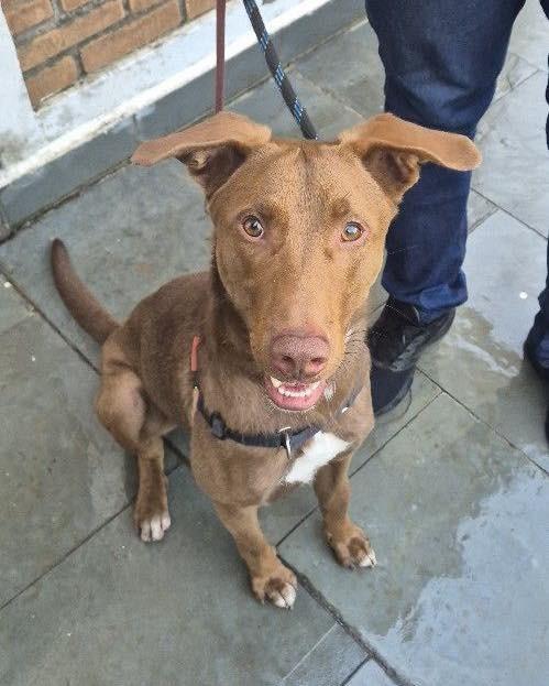 Charlie Brownie, cachorro de porte médio para adoção em Ibiúna - SP
