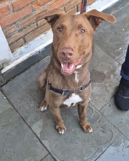 Charlie Brownie, cachorro de porte médio para adoção em Ibiúna - SP — foto 2 de 6