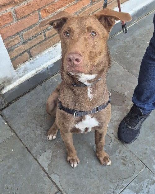Charlie Brownie, cachorro de porte médio para adoção em Ibiúna - SP — foto 3 de 6