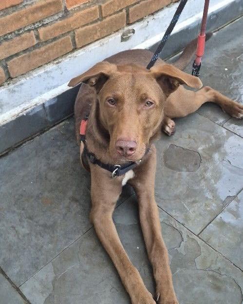 Charlie Brownie, cachorro de porte médio para adoção em Ibiúna - SP — foto 4 de 6