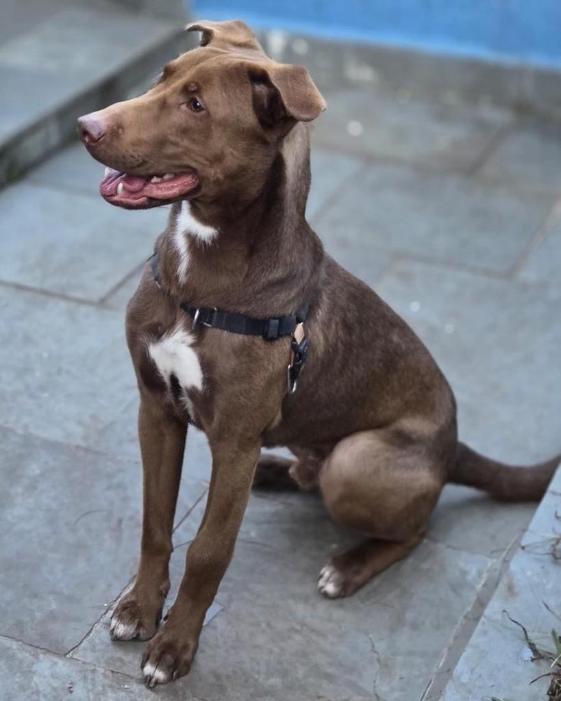 Charlie Brownie, cachorro de porte médio para adoção em Ibiúna - SP — foto 5 de 6