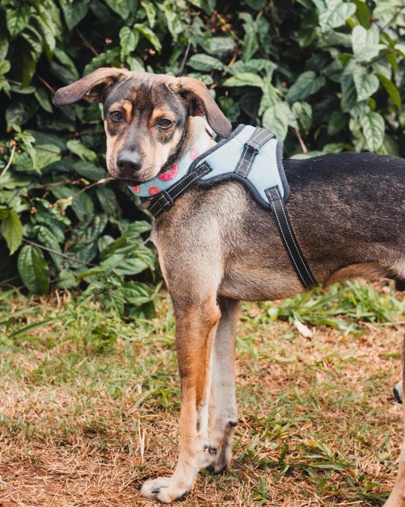 Outono, cachorro de porte médio para adoção em Ibiúna - SP