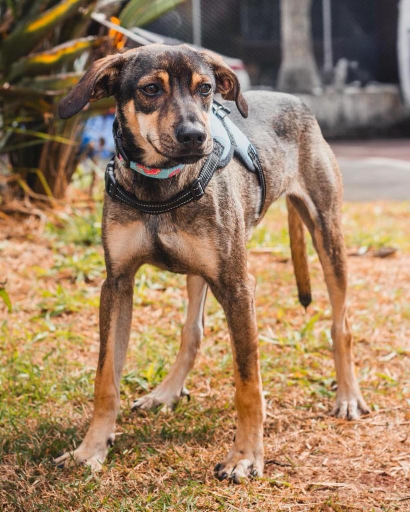 Outono, cachorro de porte médio para adoção em Ibiúna - SP — foto 2 de 2