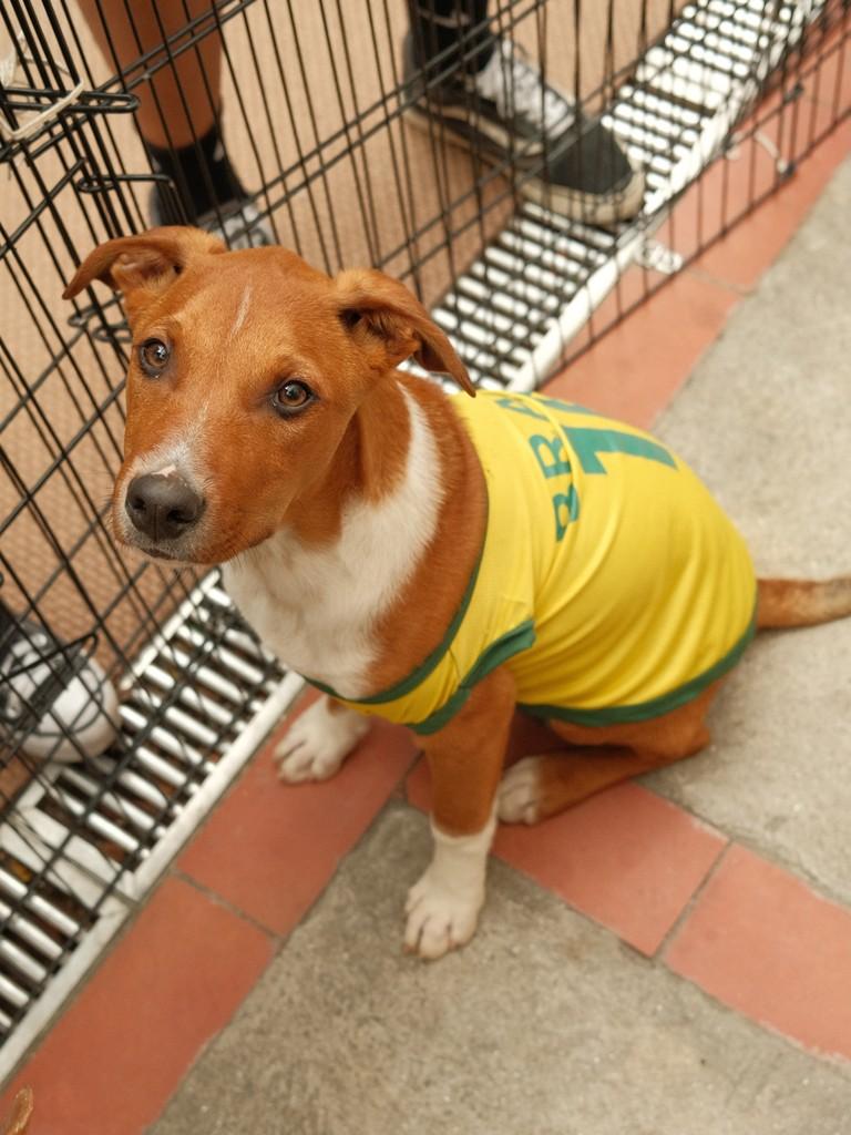Toffee, cachorro de porte pequeno para adoção em Ibiúna - SP