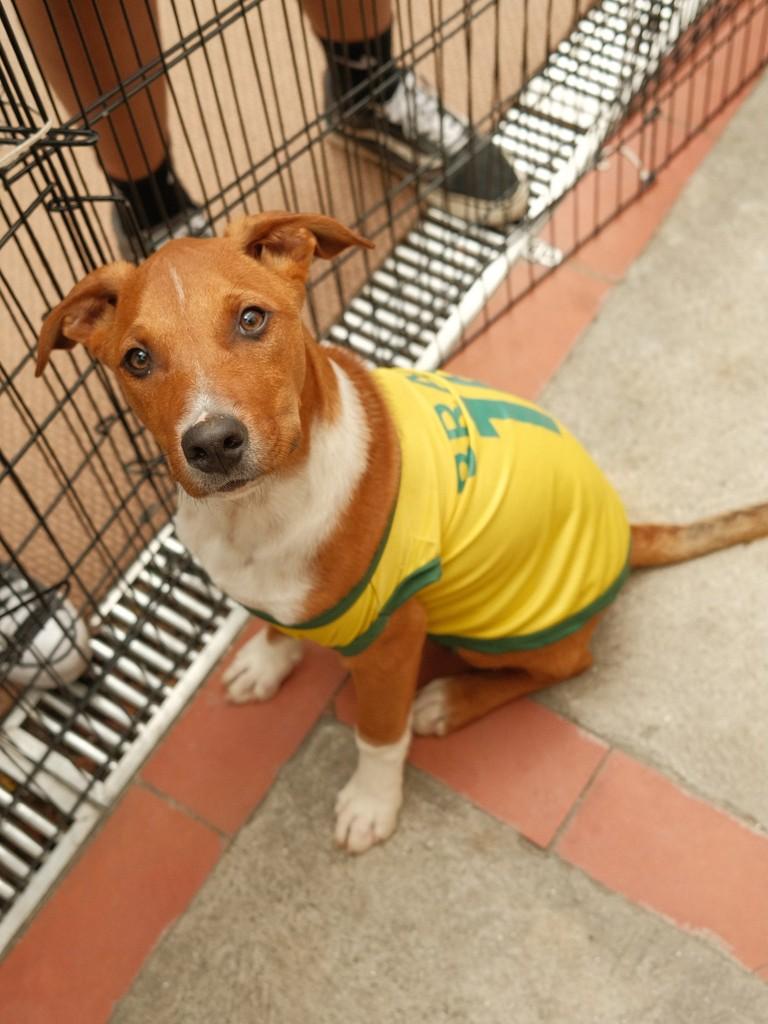 Toffee, cachorro de porte pequeno para adoção em Ibiúna - SP — foto 2 de 2